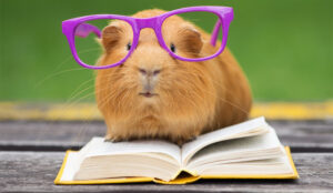 Knowledge Management and What It Can Do For Your Call Centre