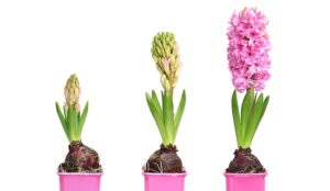 How to take customer service to the next level