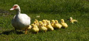 An Introduction to Leadership Styles