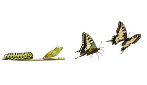 Turning Complaining Customers into Fans