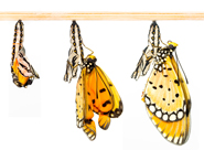 Syntec Rebrand to Launch at Expo