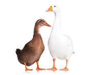 Duck, Duck, Goose: Filtering Tweets With Social Analytics