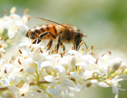 How to Attract Talented Agents