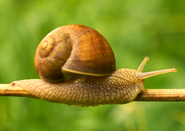 Lack of Understanding Slows UC Adoption