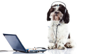 The Latest Trend: Dogs in the Contact Centre