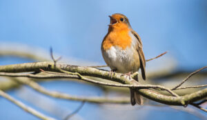 Why Bird Sounds Make Us More Productive