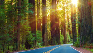 Using Customer Intelligence Technology to Shape the Customer Journey