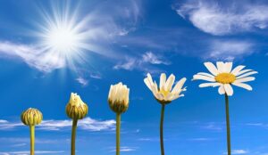 Developing Soft Skills in Call Centre Agents