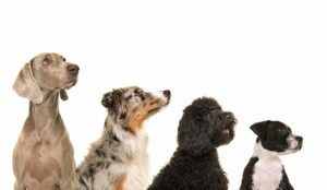 Top tips to get yourself promoted