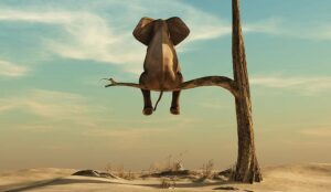 What Elephants and CX Have in Common