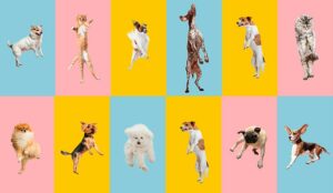 12 PAWesome Ideas From the ManyPets Contact Centre