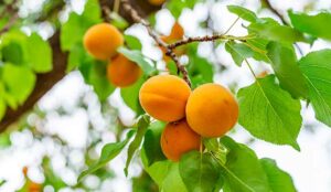 Quiet Quitters: A Supervisor’s Low-Hanging Fruit