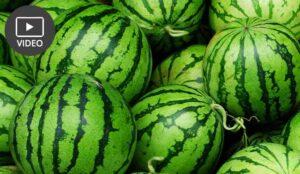 What Are Watermelon Metrics?