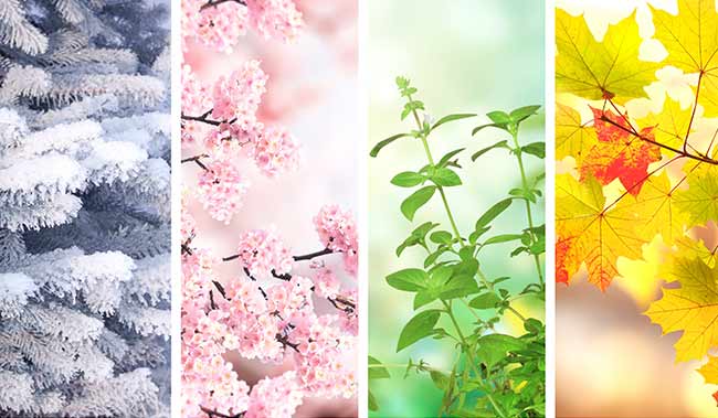 A picture of the 4 seasons