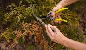 7 Ways to Cut “Dead Wood” in the Contact Centre