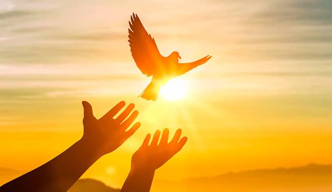 Stop holding concept with hands releasing bird