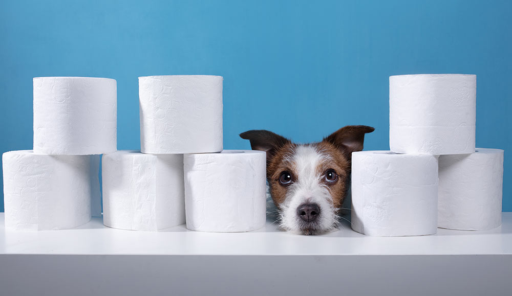 A dog surrounded by toilet paper - bathroom break concept